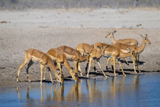 Impala (Aepyceros melampus) drinking at a waterhole, Savuti, Chobe National Park, Botswana