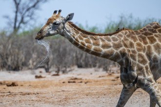 Cape giraffe (Giraffa giraffa giraffa) drinking merrily, Savuti, Chobe National Park, Botswana