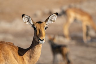 Animal portrait, Impala (Aepyceros melampus), Savuti, Chobe National Park, Botswana