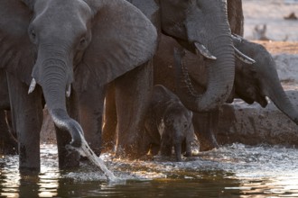 Herd of elephants, African elephant (Loxodonta africana) with young at the waterhole, sunset,