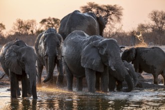 Herd of elephants, African elephant (Loxodonta africana) at the waterhole, sunset, Savuti, Chobe