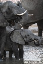 Herd of elephants, African elephant (Loxodonta africana) at the waterhole, sunset, Savuti, Chobe