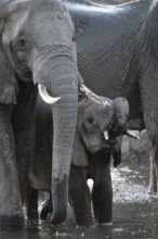 Herd of elephants, African elephant (Loxodonta africana) with young at the waterhole, sunset,