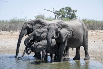 Herd of elephants at a waterhole, African elephant (Loxodonta africana), Savuti, Chobe National