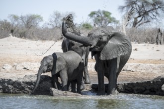 African elephant (Loxodonta africana) splashing itself with mud, Savuti, Chobe National Park,