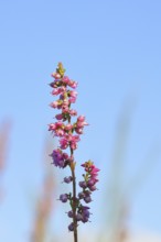 Flowering heather (Calluna vulgaris), heather, Trupacher Heide nature reserve, Siegen, North