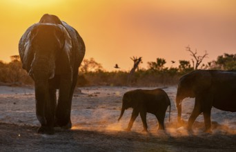 African elephant (Loxodonta africana) with young, sunset, Savuti, Chobe National Park, Botswana