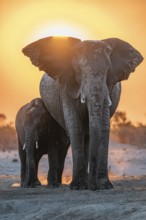African elephant (Loxodonta africana) with young, sunset, Savuti, Chobe National Park, Botswana