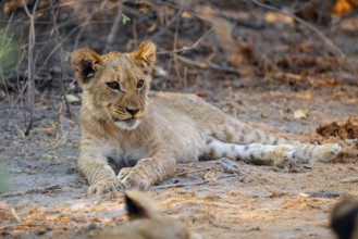 Cub, lion (Panthera leo) lying, Savuti, Chobe National Park, Botswana