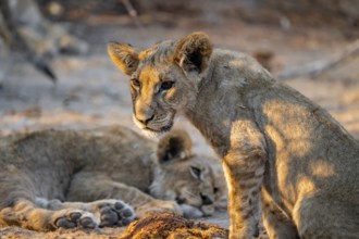 Cub, lion (Panthera leo), Savuti, Chobe National Park, Botswana