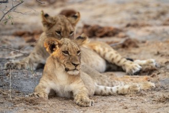Two cubs, lion (Panthera leo), Savuti, Chobe National Park, Botswana