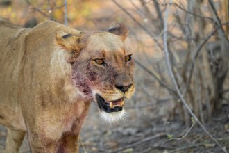 Lioness with blood directly after a successful kill, lion (Panthera leo) on the hunt, Savuti, Chobe