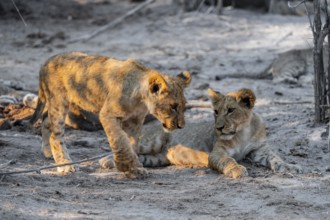 Two cubs, lion (Panthera leo) lying, Savuti, Chobe National Park, Botswana