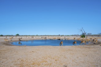 Various animals at the waterhole, Savuti, Chobe National Park, Botswana