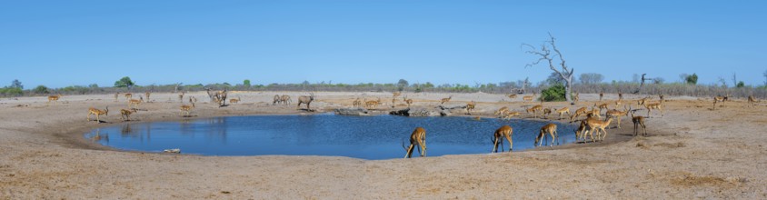 Panorama, impalas and various animals at the waterhole, Savuti, Chobe National Park, Botswana