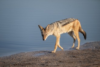 Black-backed jackal (Lupulella mesomelas) at a waterhole, Savuti, Chobe National Park, Botswana