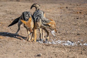 Two black-backed jackals (Lupulella mesomelas) hunting a pigeon, Savuti, Chobe National Park,