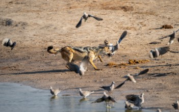 Black-backed jackal (Lupulella mesomelas) hunting pigeons, Savuti, Chobe National Park, Botswana