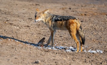 Black-backed jackal (Lupulella mesomelas) hunting a pigeon, Savuti, Chobe National Park, Botswana