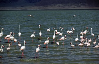Flamingos, Ngorongoro crater, Tanzania, Africa, June 2000, vintage, retro, old, historic