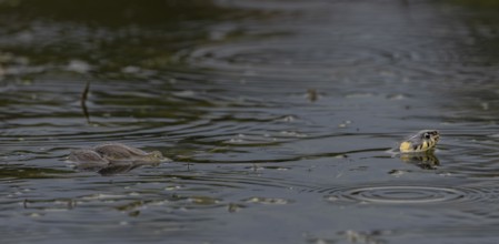 During the mating season, male water frogs (Pelophylax kl. esculentus) clasp anything that moves