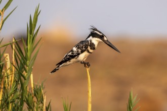 Grey Kingfisher (Ceryle rudis), on the Kavango River, Namibia