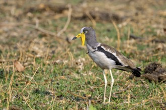 White-crowned lapwing (Vanellus albiceps), Ihaha, Chobe National Park, Botswana