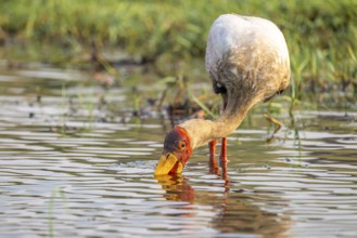 Glutton (Mycteria ibis) in the water foraging on the Chobe River, Ihaha, Chobe National Park,