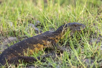 Nile monitor (Varanus niloticus), foraging on the Chobe River, Ihaha, Chobe National Park, Botswana