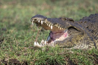 Open mouth, head and teeth, Nile crocodile (Crocodylus niloticus), Ihaha, Chobe National Park,