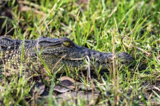 Nile crocodile (Crocodylus niloticus), Ihaha, Chobe National Park, Botswana