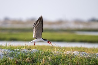 African Skimmer (Rynchops flavirostris), African Skimmer in flight, Ihaha, Chobe National Park,