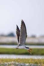 African Skimmer (Rynchops flavirostris), African Skimmer in flight, Ihaha, Chobe National Park,