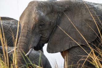 Animal portrait, African elephant (Loxodonta africana) feeding among grass, Ihaha, Chobe National