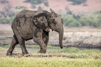African elephant (Loxodonta africana), young animal, Ihaha, Chobe National Park, Botswana