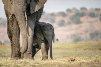 African elephant (Loxodonta africana), mother with young, Ihaha, Chobe National Park, Botswana