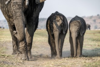 African elephant (Loxodonta africana), herd with two young, Ihaha, Chobe National Park, Botswana