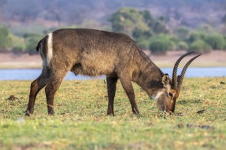 Elliptic waterbuck (Kobus ellipsipiprymnus), male grazing, Ihaha, Chobe National Park, Botswana