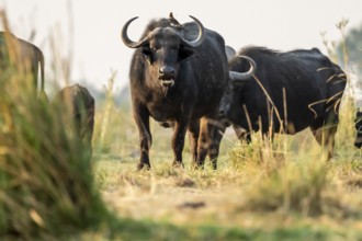 Cape buffalo (Syncerus caffer caffer) grazing, Ihaha, Chobe National Park, Botswana