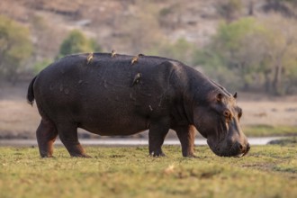 Hippopotamus (Hippopatamus amphibius) grazing, Chobe River, Ihaha, Chobe National Park, Botswana