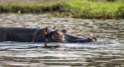 Hippopotamus (Hippopatamus amphibius) in the water, Chobe River, Ihaha, Chobe National Park,