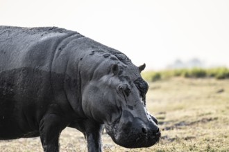 Animal portrait, hippopotamus (Hippopatamus amphibius), Chobe River, Ihaha, Chobe National Park,