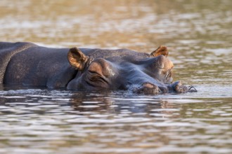 Hippopotamus (Hippopatamus amphibius) sleeping in the water, Chobe River, Ihaha, Chobe National