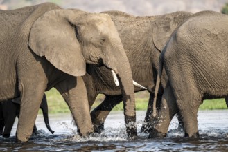Herd of animals with young, African elephant (Loxodonta africana) drinking at the Chobe River,