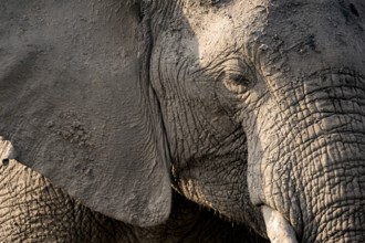 Detail, Animal portrait, African elephant (Loxodonta africana), Ihaha, Chobe National Park,