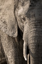 Detail, Animal portrait, African elephant (Loxodonta africana), Ihaha, Chobe National Park,