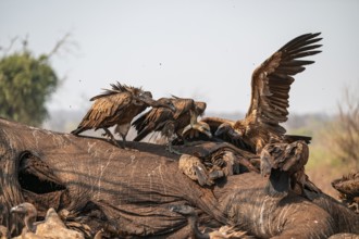 Many white-backed vultures (Gyps africanus), vultures feeding on the carcass of an elephant,
