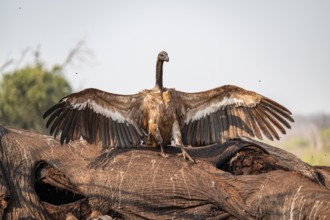White-backed vulture (Gyps africanus), vulture feeding on the carcass of an elephant, Ihaha, Chobe