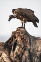 White-backed vulture (Gyps africanus), vulture feeding on the carcass of an elephant, Ihaha, Chobe
