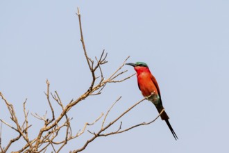 Carmine Bee-eater (Merops nubicoides), Ihaha, Chobe National Park, Botswana